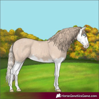 Horse Color:Perlino Splash