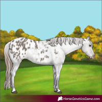 Horse Color:Grullo Appaloosa 