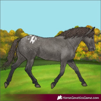 Horse Color:Grullo Appaloosa 