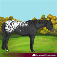 Horse Color:Black Appaloosa 