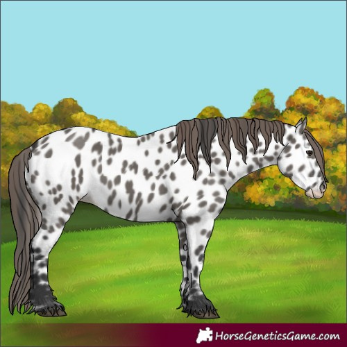 Horse Color:Grullo Near Leopard 