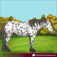 Horse Color:Grullo Near Leopard 