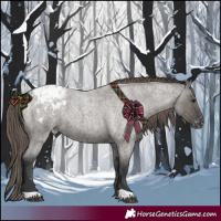 Horse Color:Grullo Roan Appaloosa 