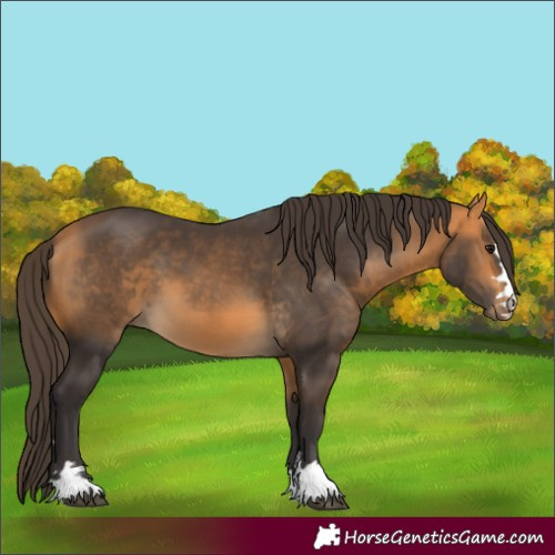 Horse Color:Buckskin 