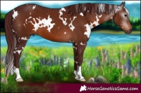 Horse Color:Gray White Spotted Chocolate Brown