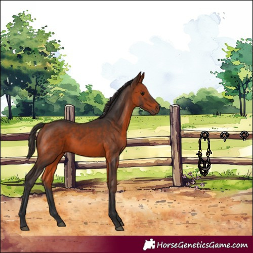 Horse Color:Bay 