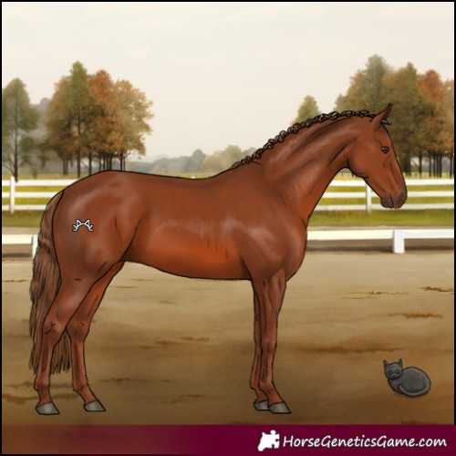 Horse Color:Chestnut 