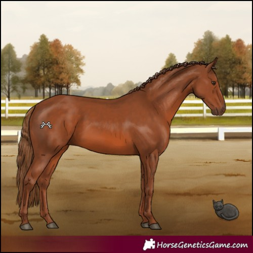Horse Color:Chestnut 