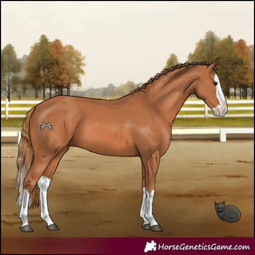 Horse Color:Chestnut Splash 
