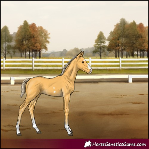 Horse Color:Palomino 