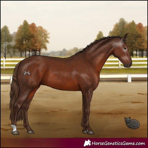 Horse Color:Gray Chestnut 