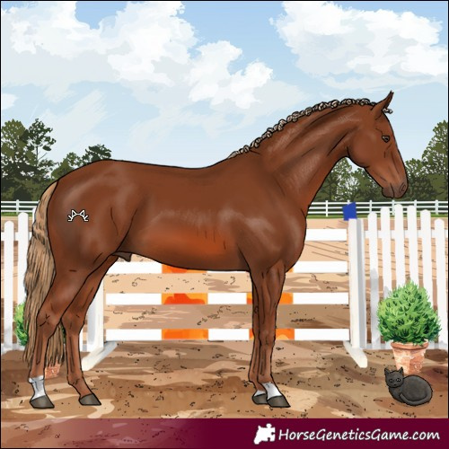 Horse Color:Chestnut 
