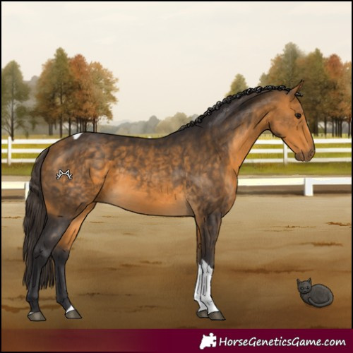 Horse Color:Buckskin Tobiano 