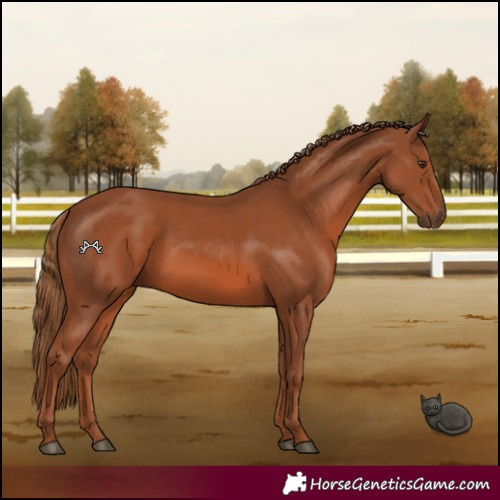 Horse Color:Chestnut 