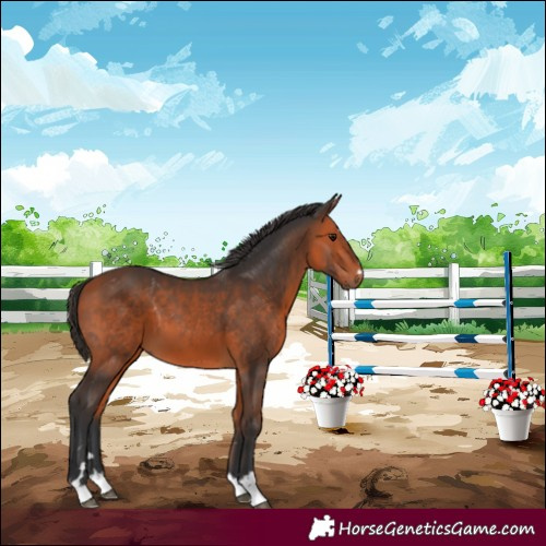 Horse Color:Bay 