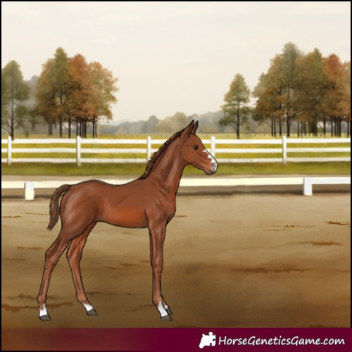 Horse Color:Chestnut 