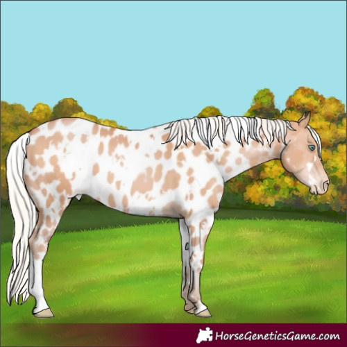 Horse Color:White Spotted Silver Bay Pearl Near Leopard 