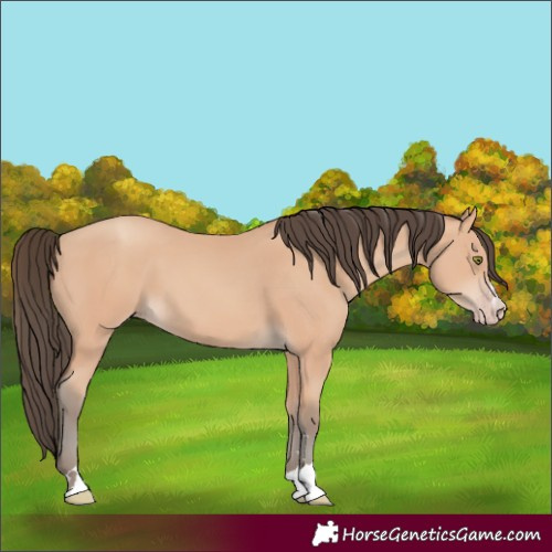 Horse Color:Amber Champagne 