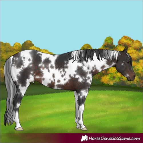 Horse Color:White Spotted Brown