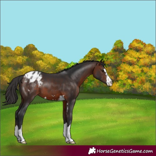 Horse Color:Brown Varnish