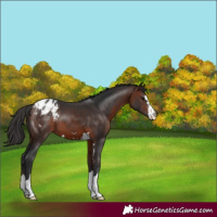 Horse Color:Brown Appaloosa 