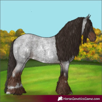 Horse Color:White Spotted Liver Red Roan 