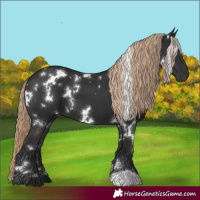 Horse Color:White Spotted Liver Chestnut 