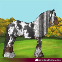 Horse Color:White Spotted Liver Chestnut 
