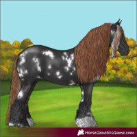 Horse Color:White Spotted Liver Chestnut 