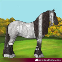 Horse Color:White Spotted Liver Red Roan