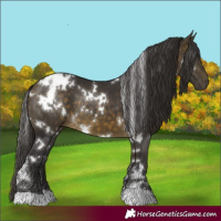 Horse Color:White Spotted Buckskin 