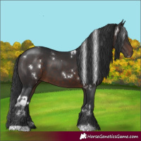 Horse Color:White Spotted Brown 