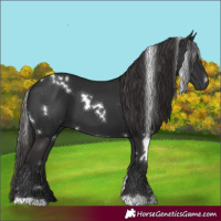 Horse Color:White Spotted Liver Chestnut