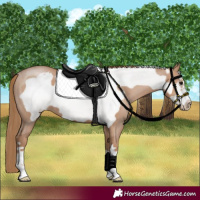 Horse Color:Black Pearl Frame