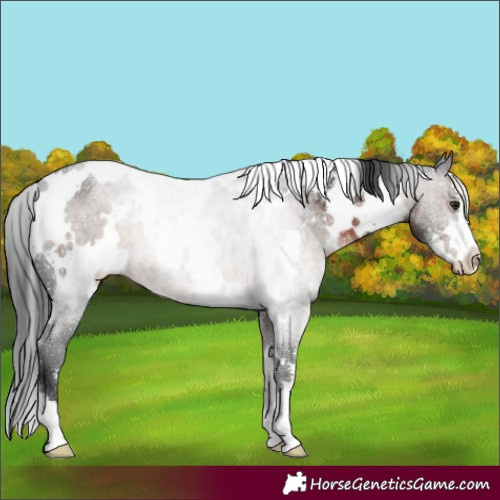 Horse Color:White Spotted Brown 