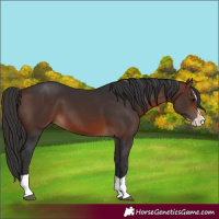 Horse Color:Bay Splash 