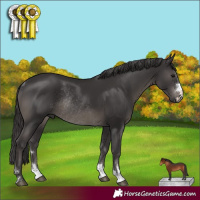 Horse Color:Smoky Black Rabicano 