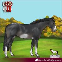 Horse Color:Black Sabino Tobiano Frame Rabicano 