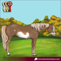 Horse Color:Chocolate Palomino Frame 