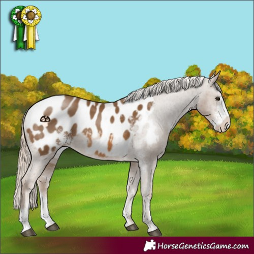 Horse Color:Chocolate Palomino Sabino Blanket Rabicano 