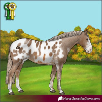 Horse Color:Chocolate Palomino Sabino Appaloosa Rabicano 