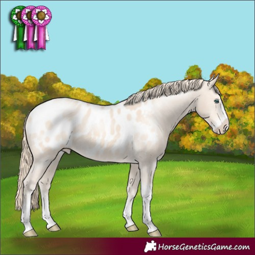 Horse Color:Perlino Sabino Tobiano Blanket