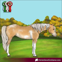 Horse Color:Silver Buckskin Tobiano Frame 
