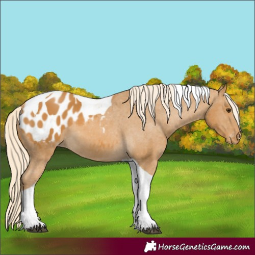 Horse Color:Palomino Tobiano Appaloosa 