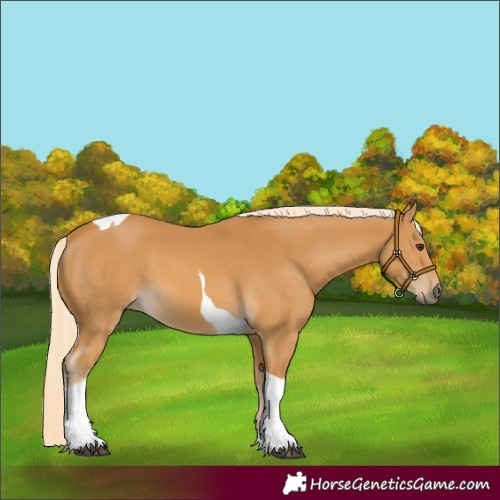 Horse Color:Palomino Tobiano 