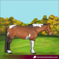 Horse Color:Bay Tobiano 
