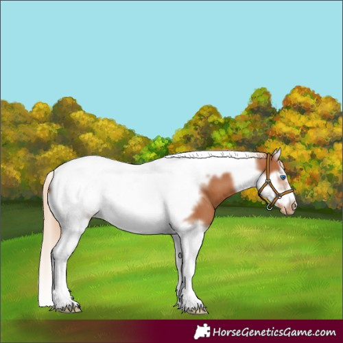 Horse Color:Chestnut Splash Tobiano Frame Appaloosa 