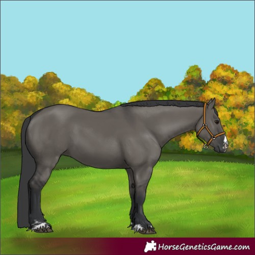 Horse Color:Grullo 