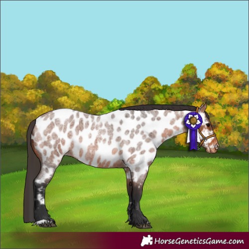 Horse Color:Bay Roan Appaloosa 