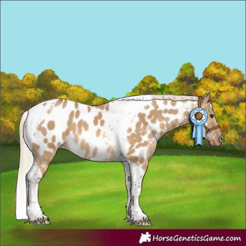 Horse Color:Chocolate Palomino Dun Tobiano Appaloosa 